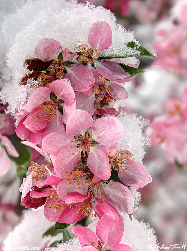blossom and snow