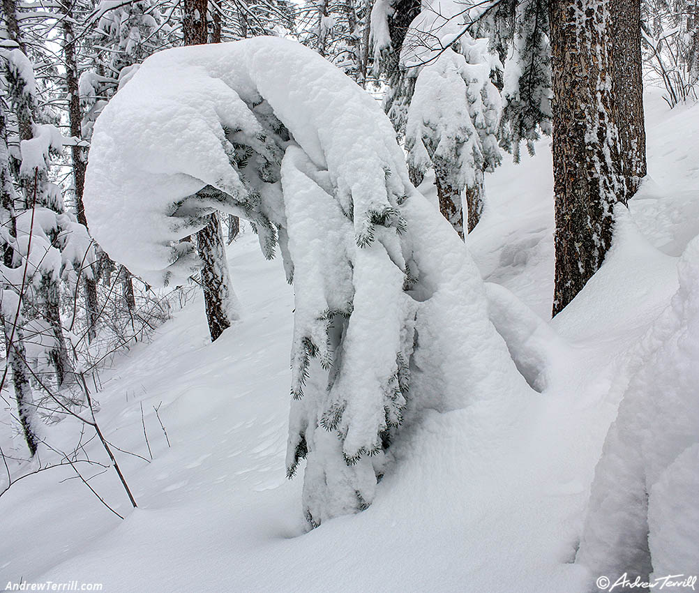 snowy forest