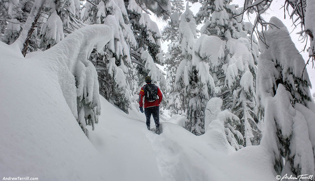 snowy forest running