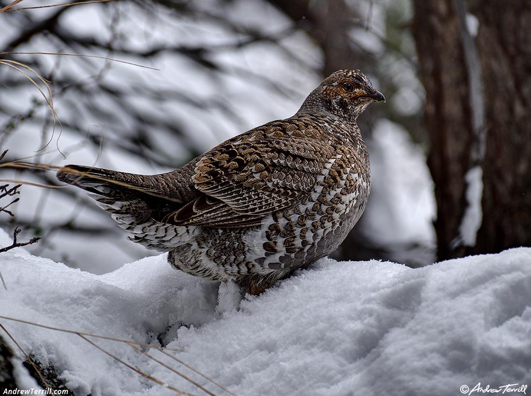 snow dusky grouse April 17 2026