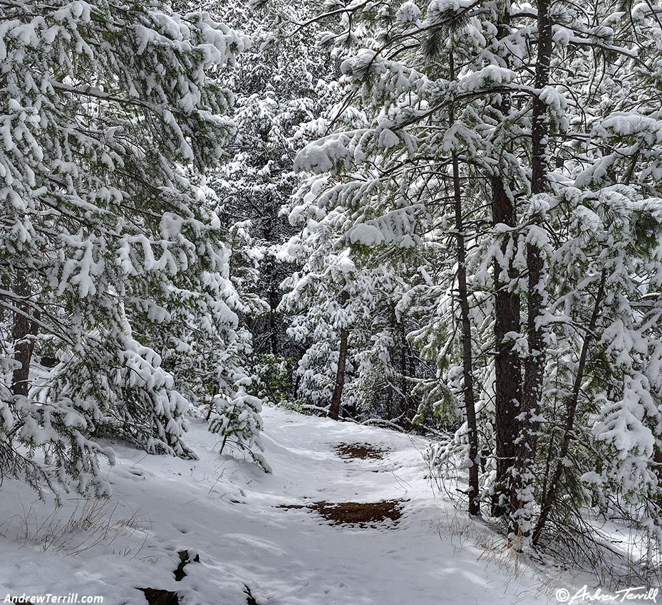 snow forest path April 17 2026