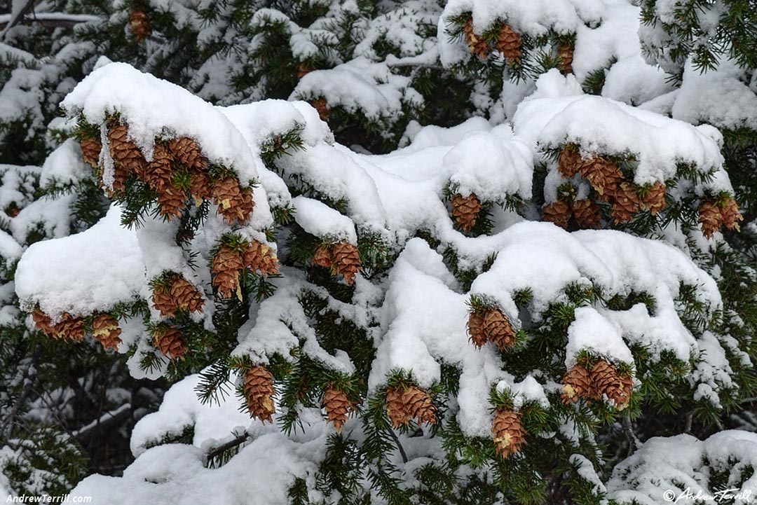 cones and snow Douglas-fir April 17 2026