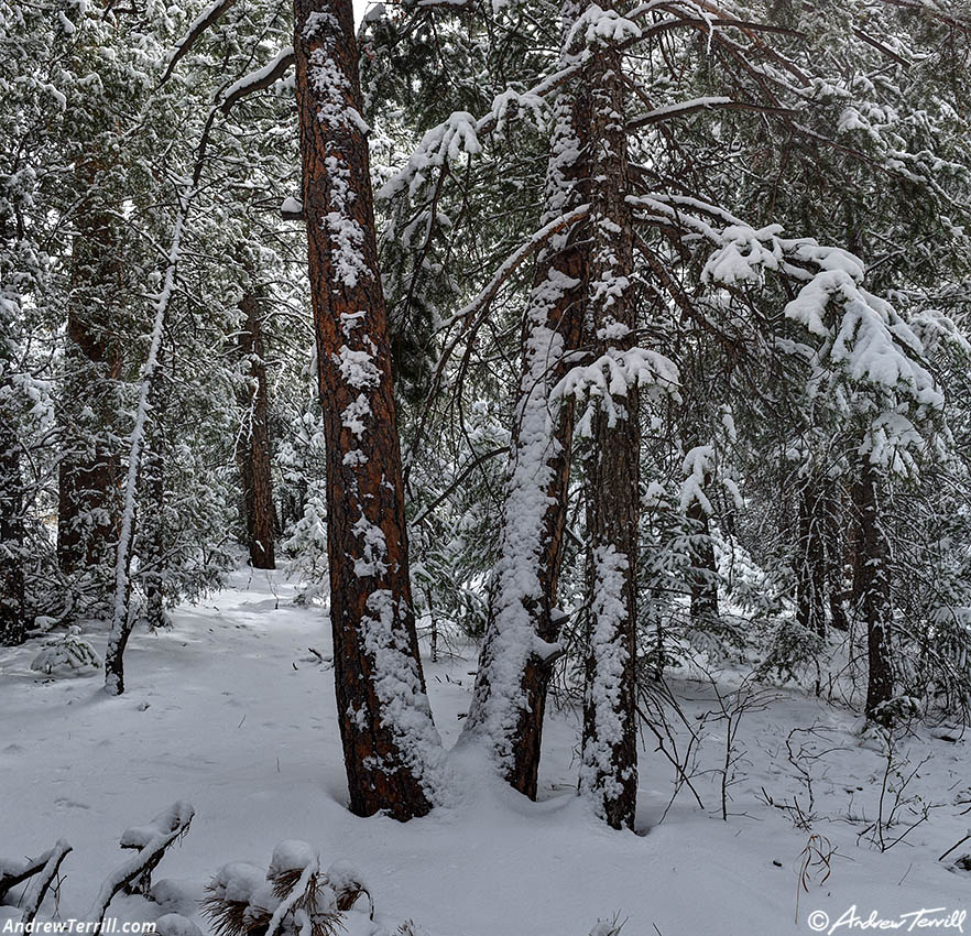 snow forest April 17 2026