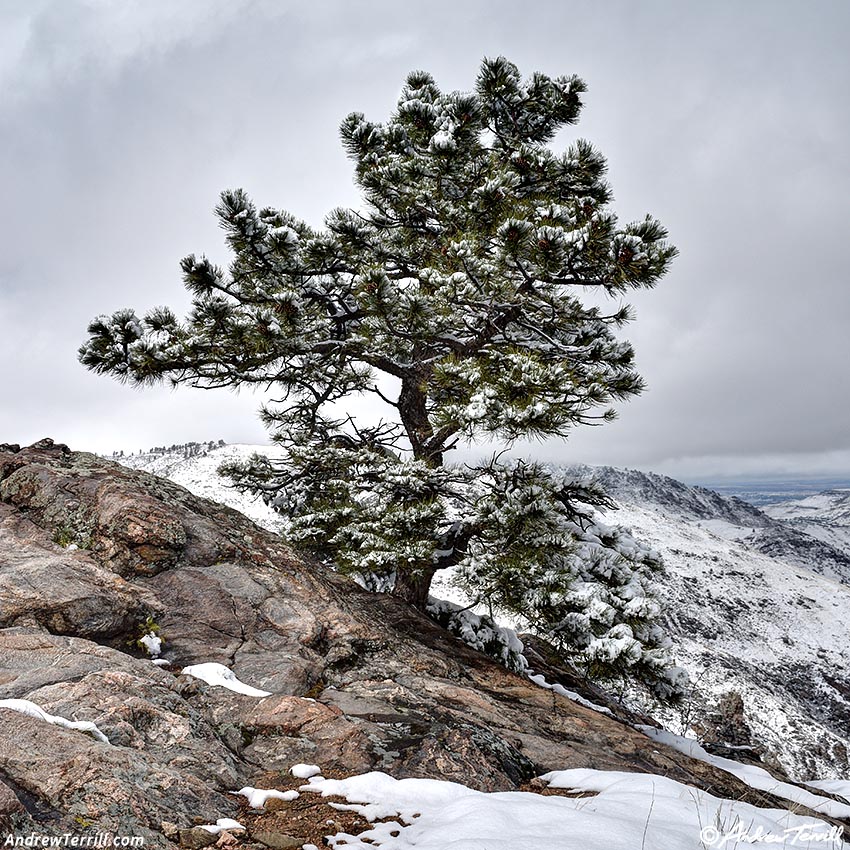 snow lone ponderosa pine April 17 2026