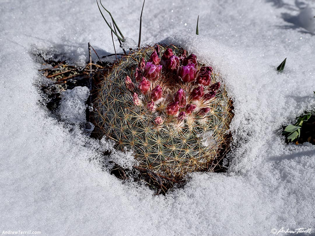 ball cactus April 18 2026