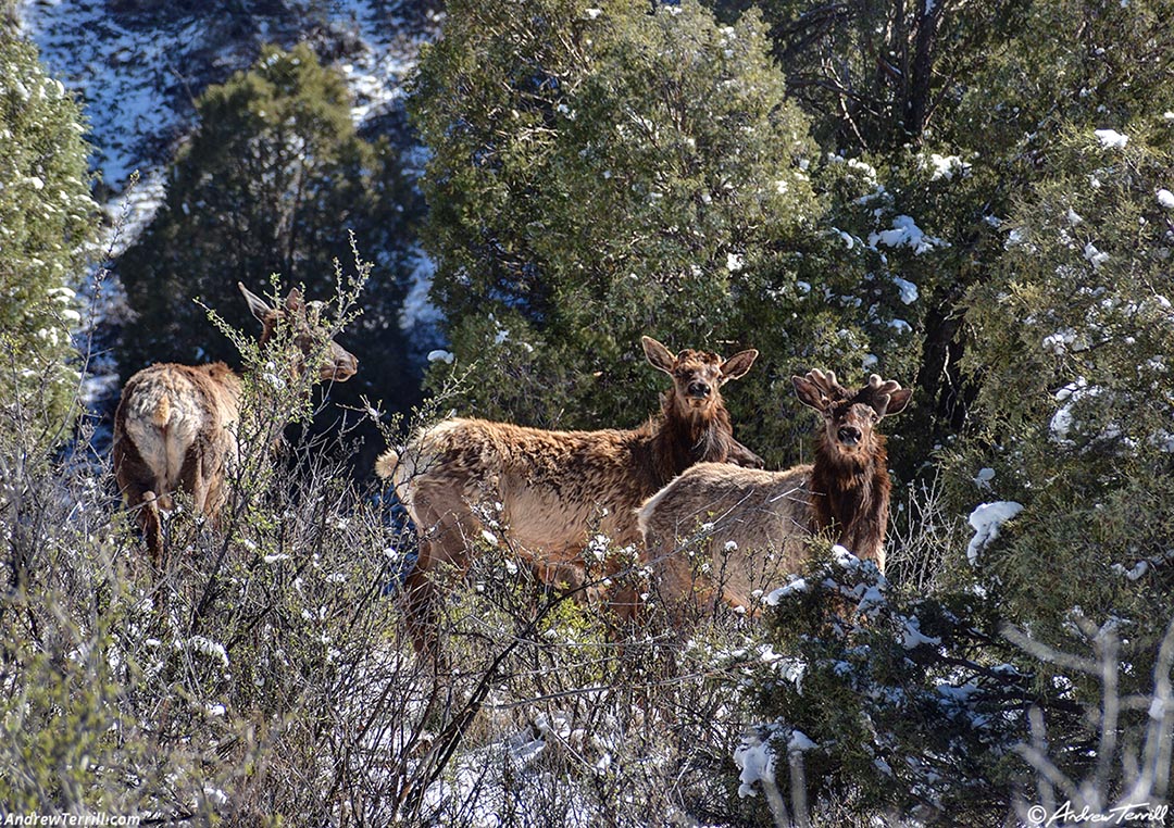 snow elk April 18 2026