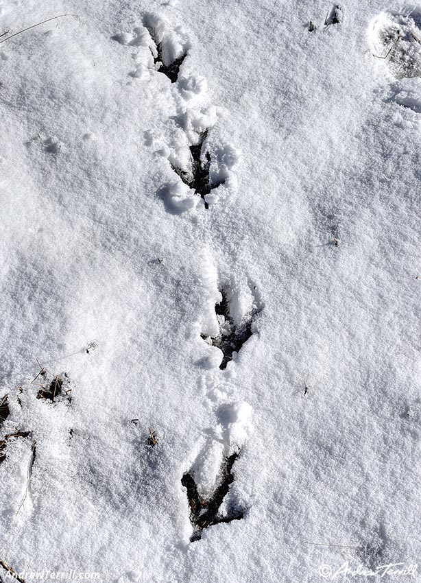snow turkey prints 18 2026
