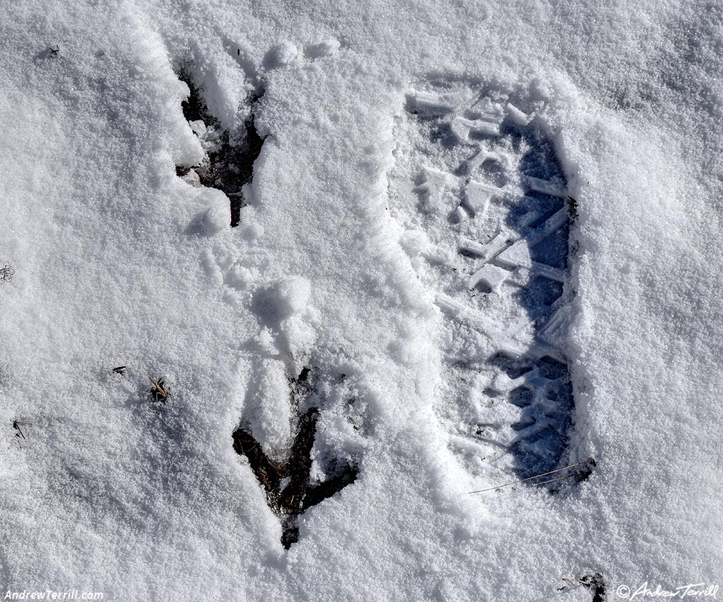 snow turkey prints 18 2026