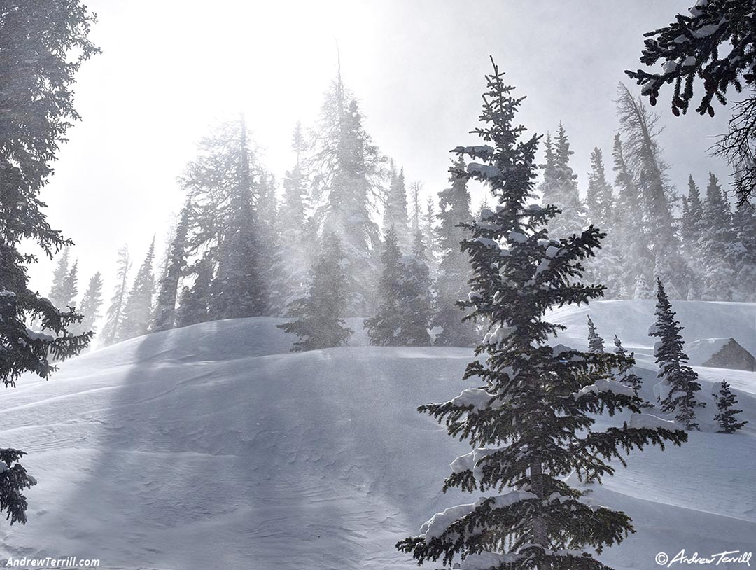 spindrift in the forest - 7 march 2026