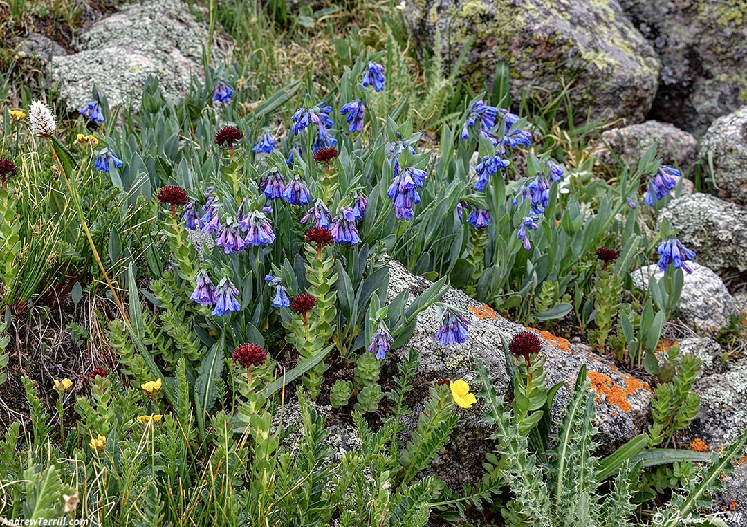 solstice walk wildflowers june 2026