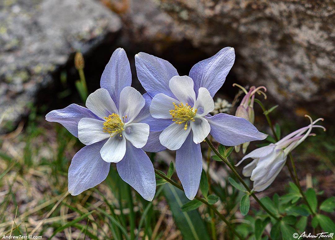 solstice walk columbines june 2026