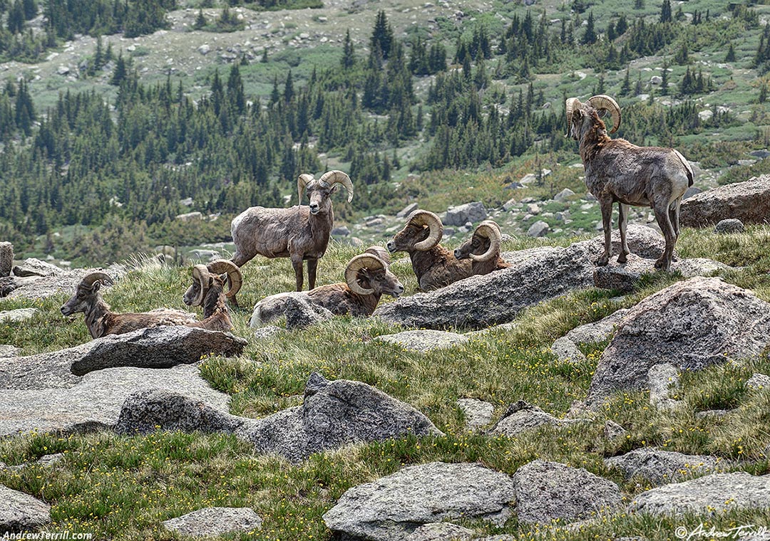 solstice walk bighorn sheep june 2026