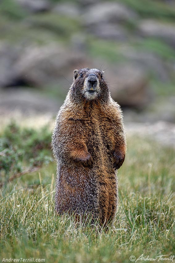  solstice walk marmot june 2026