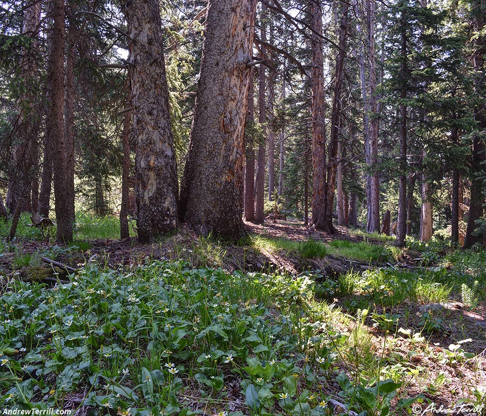 solstice walk forest june 2026