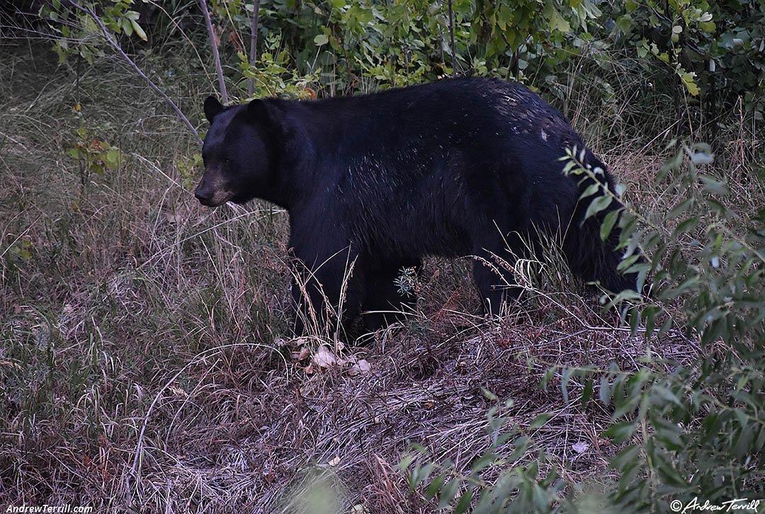 adult black bear - 4 august 2026