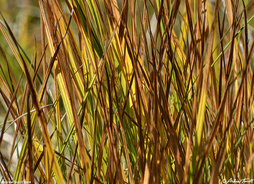  woodland interlude - 10 Oct 2026