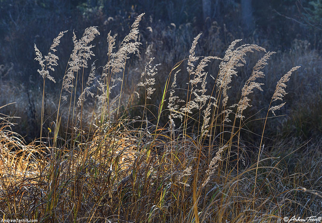 woodland interlude - 10 Oct 2026