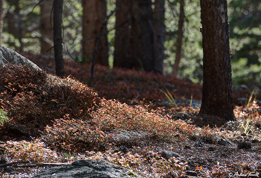 woodland interlude - 10 Oct 2026