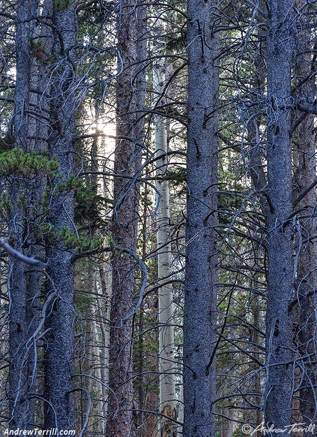 woodland interlude - 10 Oct 2026