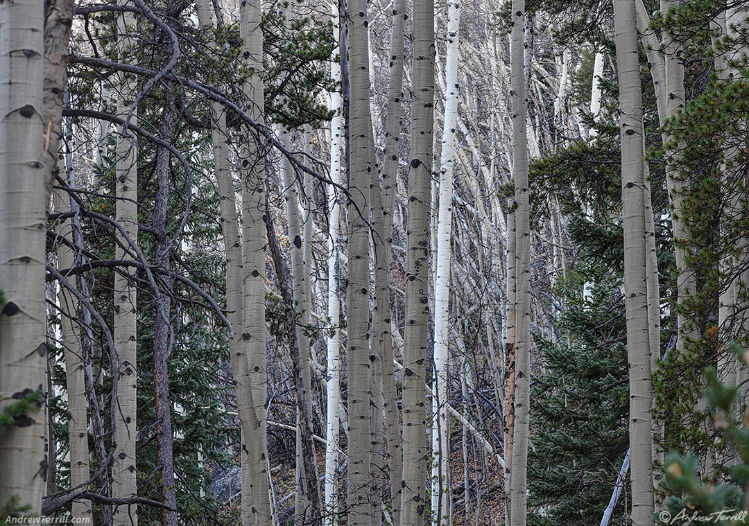 woodland interlude - 11 Oct 2026