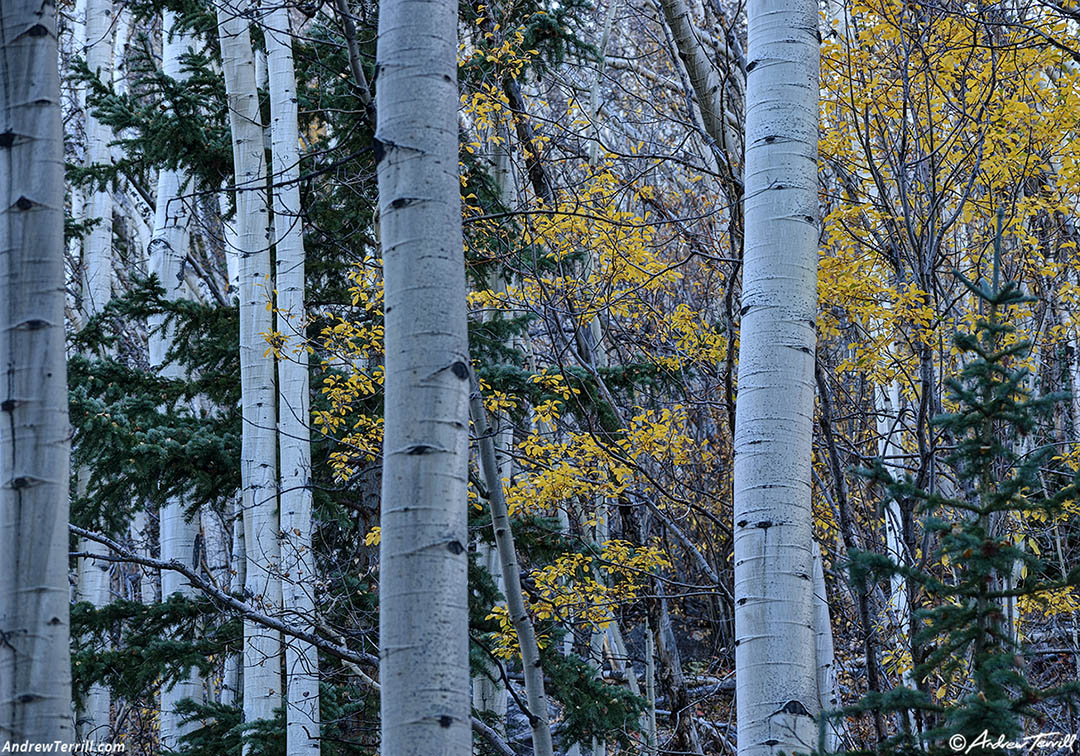 woodland interlude - 10 Oct 2026