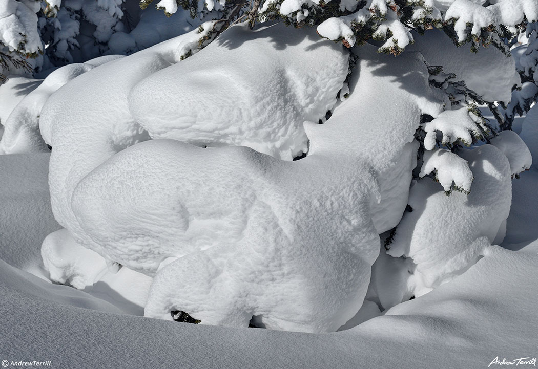 heavy snow on tree near brainard lake colorado february 2021