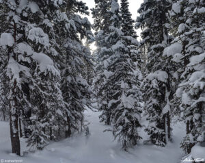 snow covered forest in winter near brainard lake colorado