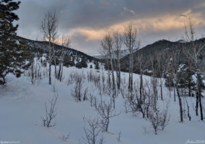 aspen and meadow in evening in golden gate canyon state park colorado