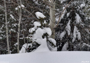 aspen and pine trees in snow colorado winter