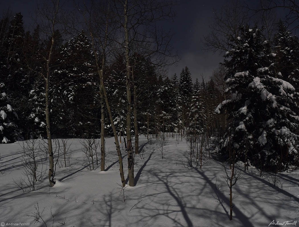 aspen and pine trees in snow in moonlight in colorado