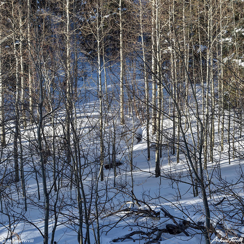 aspen trees in snow with shadows colorado