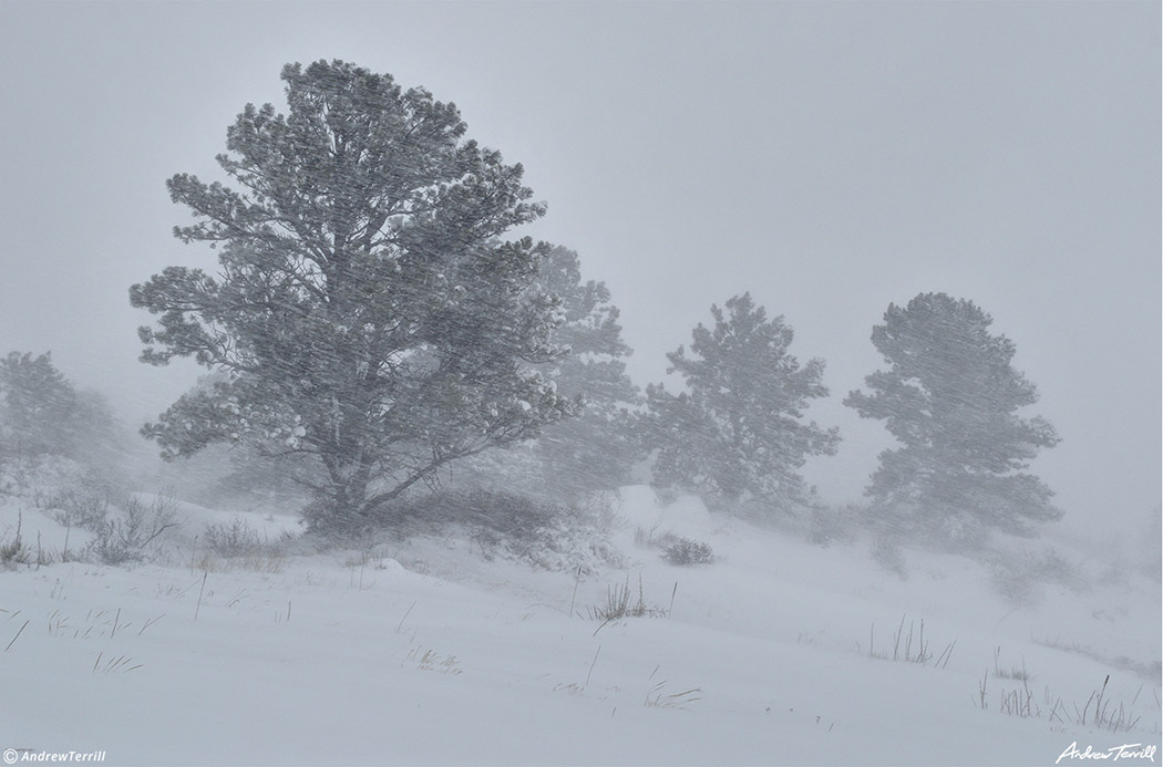 blizzard snowstorm in the front range foothills colorado