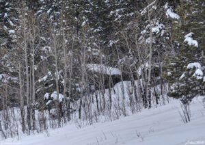 cabin shelter hidden in aspen trees and pines in golden gate canyon state park colorado