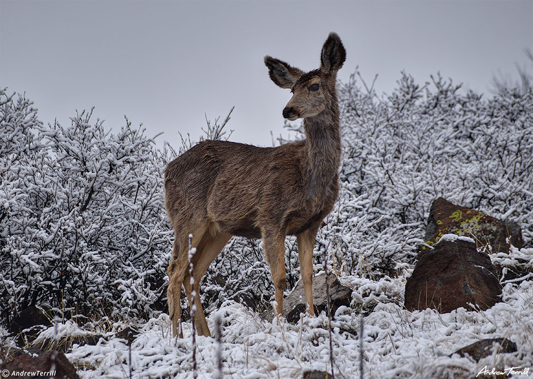 mule deer in light snow on north table mountain mesa golden colorado