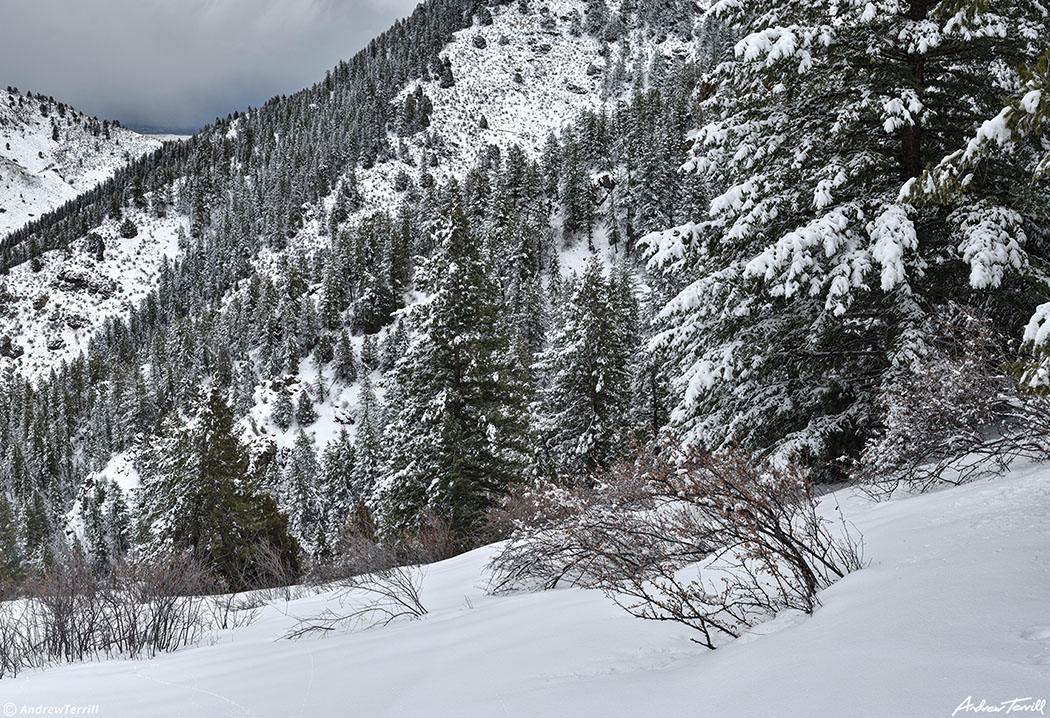 snow on trees near windy saddle above golden colorado