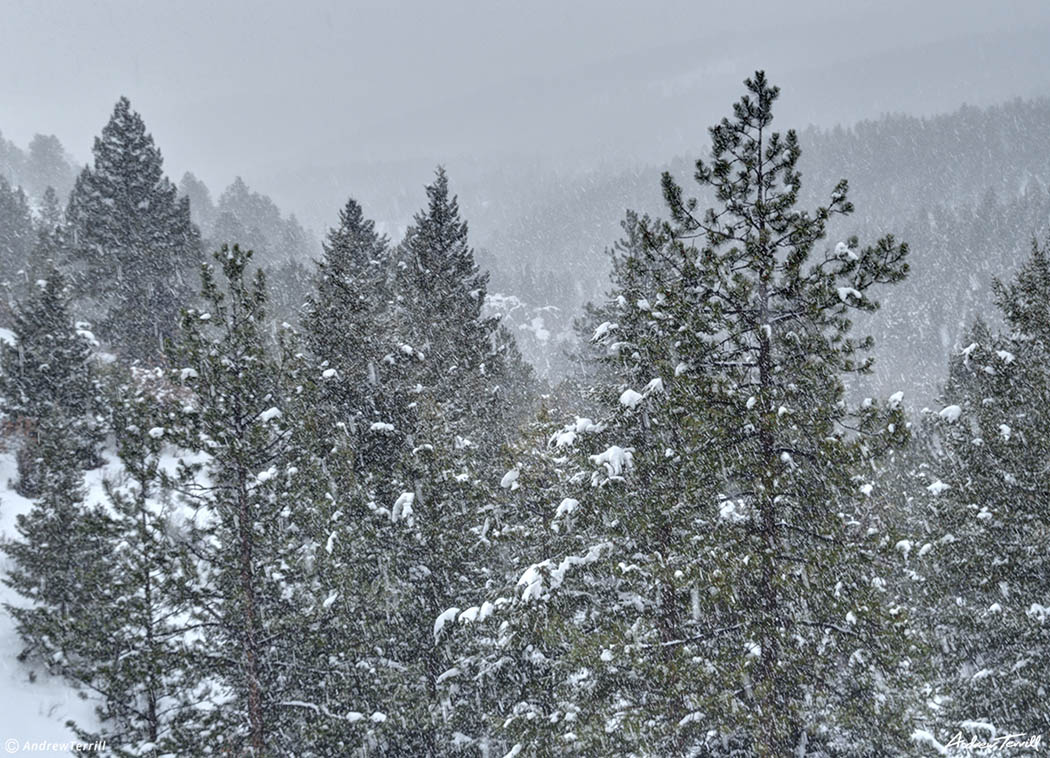 snowstorm and pine trees in golden gate canyon state park colorado