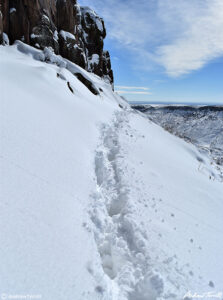 tracks in snow beneath golden cliffs on north table mountain golden colorado