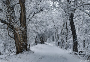 unbroken snow on trail between trees in golden colorado