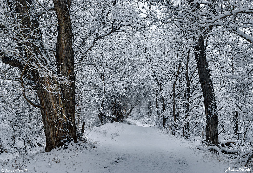 unbroken snow on trail between trees in golden colorado