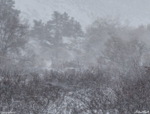 wild wind during snowstorm and blizzard in colorado front range foothills