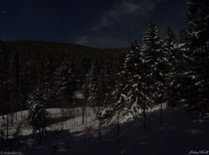 winter forest in moonlight in golden gate canyon state park colorado