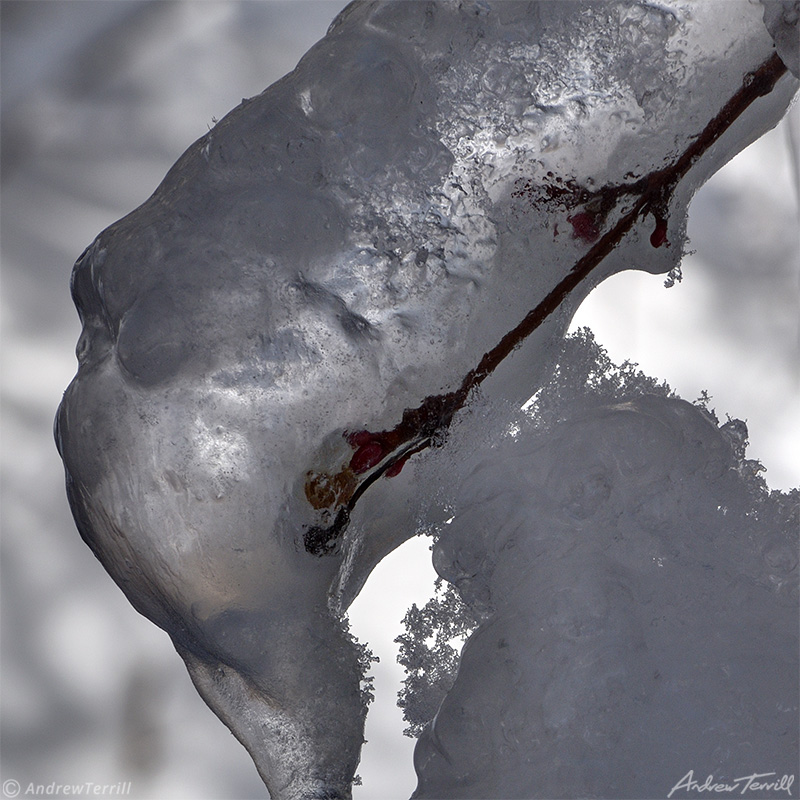 close up of ice on twig and branch winter april 2021