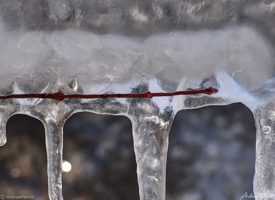 close up of ice on twig with buds spring colorado