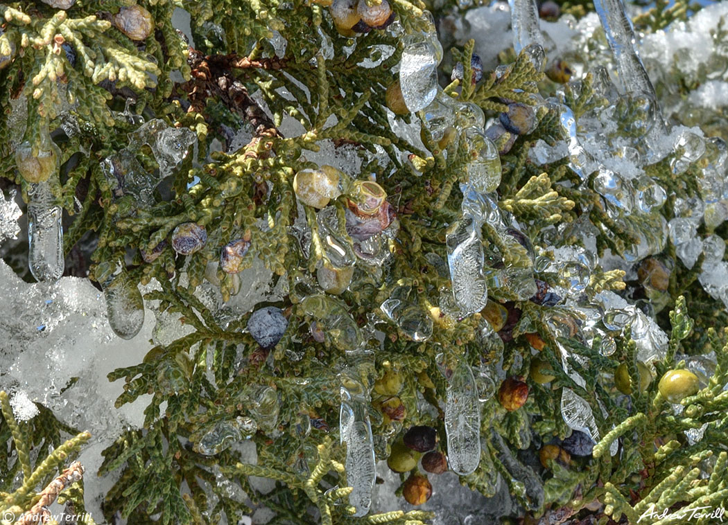 close up of juniper berries in snow with icicles colorado foothills april 2021