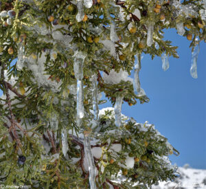 close up of juniper with icicles near Golden colorado foothills april 2021