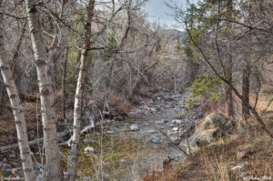 creek in the woods spring colorado