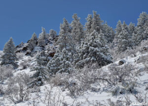 frosted trees on mount galbraith open space golden colorado april 2021