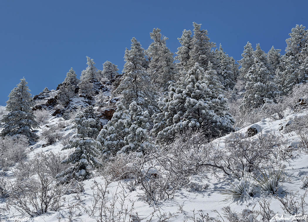 frosted trees on mount galbraith open space golden colorado april 2021