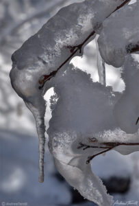 ice and icicles on twig winter 2021