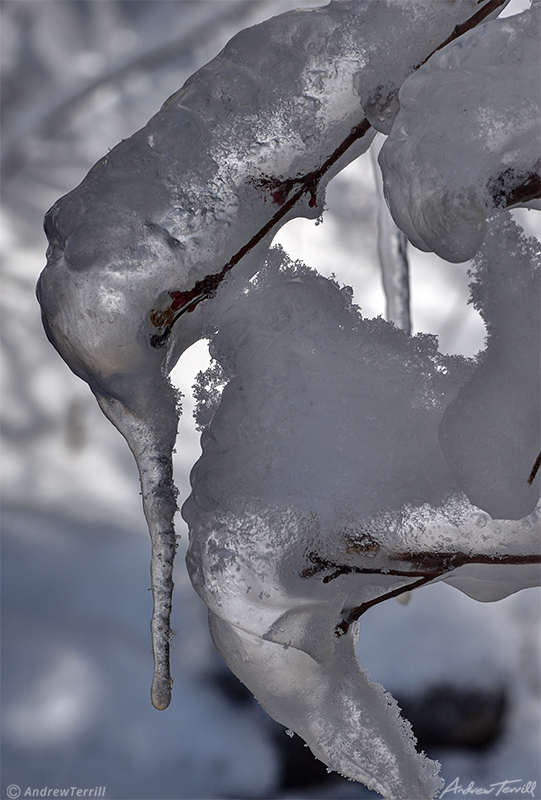 ice and icicles on twig winter 2021